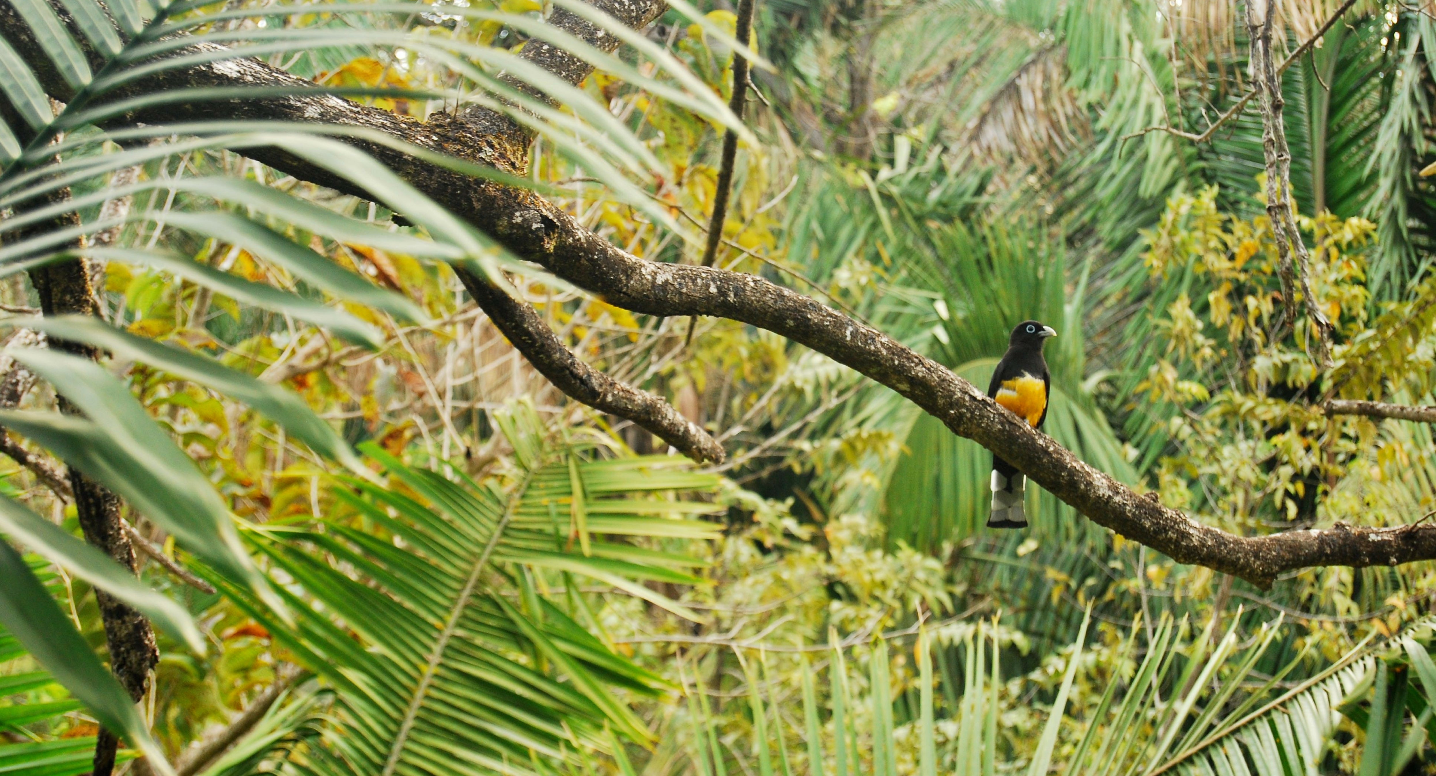 Bird Friendly Coffee What Does it Mean