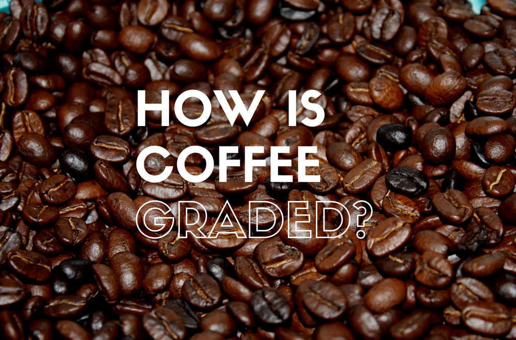 How is Coffee Graded?