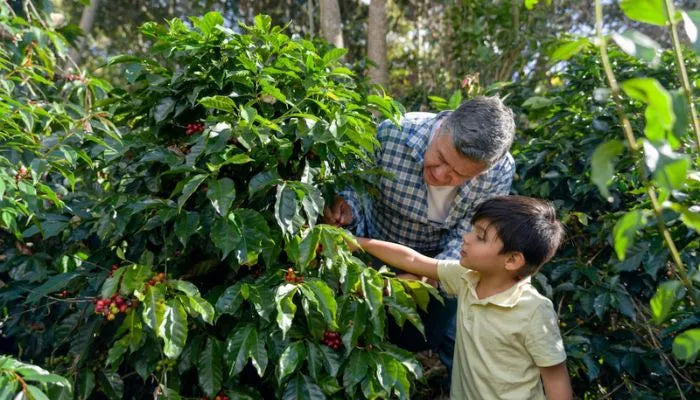 A male coffee farmer shows a young boy how to pick organic coffee cherries from a single origin farm