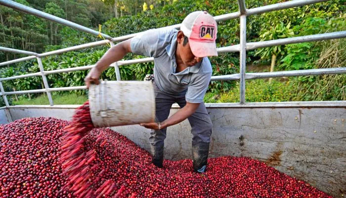 A coffee farmer from Nicaragua scoops up a big bucket of ripe red coffee cherries while standing in the coffee cherries pile. Part of the farmers processing technique