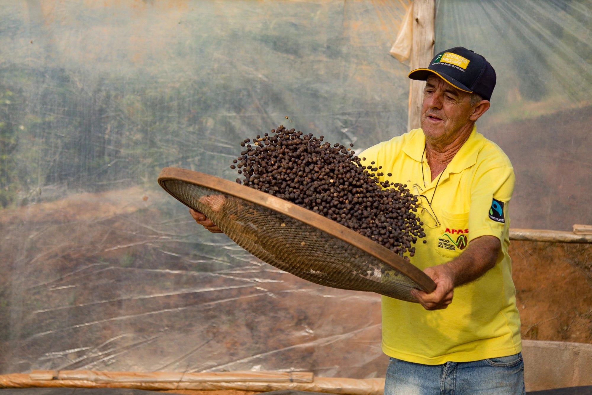 Brazilian coffee farmer in yellow shirt tosses dried coffee cherries in the air on a utensil that looks like a large flat rounded sifter