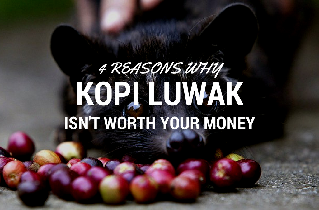 4 Reasons Why Kopi Luwak Isn't Worth Your Money