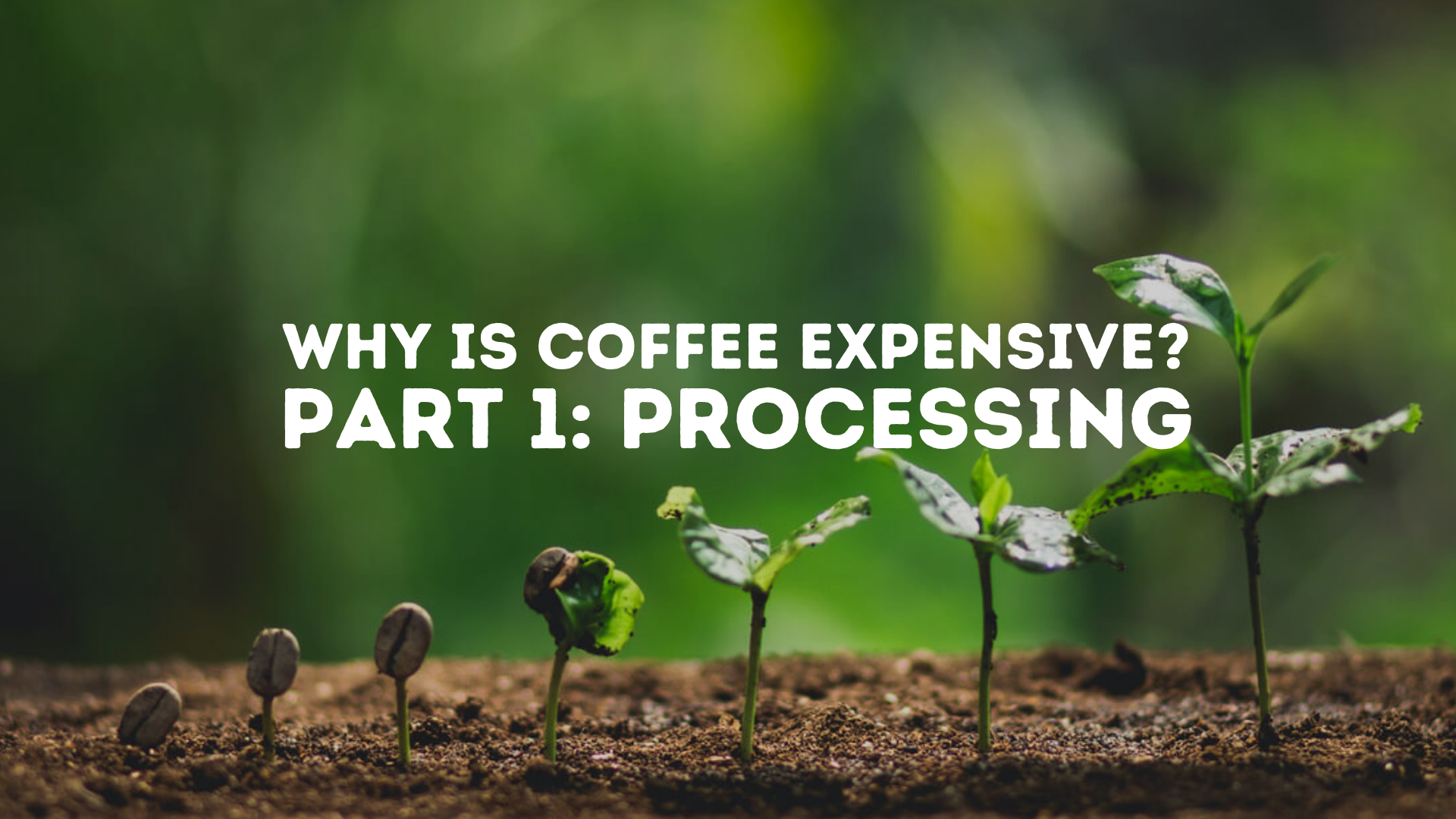 Why is Coffee Expensive? - Coffee Vs Wine