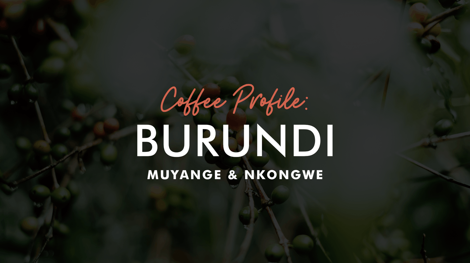 Burundi Coffee Profile:  Muyange & Nkongwe
