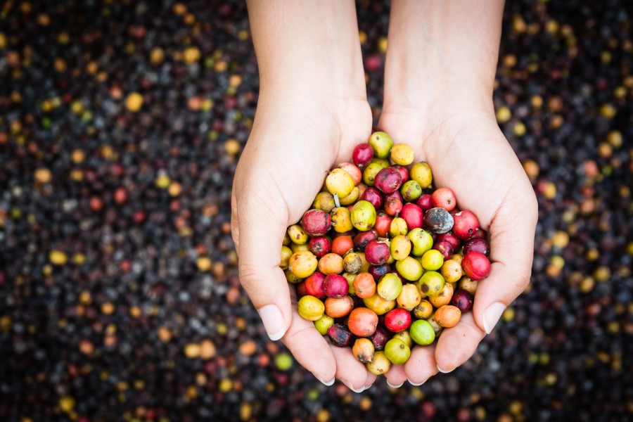 coffee cherries at different stages of ripeness in ladies hands