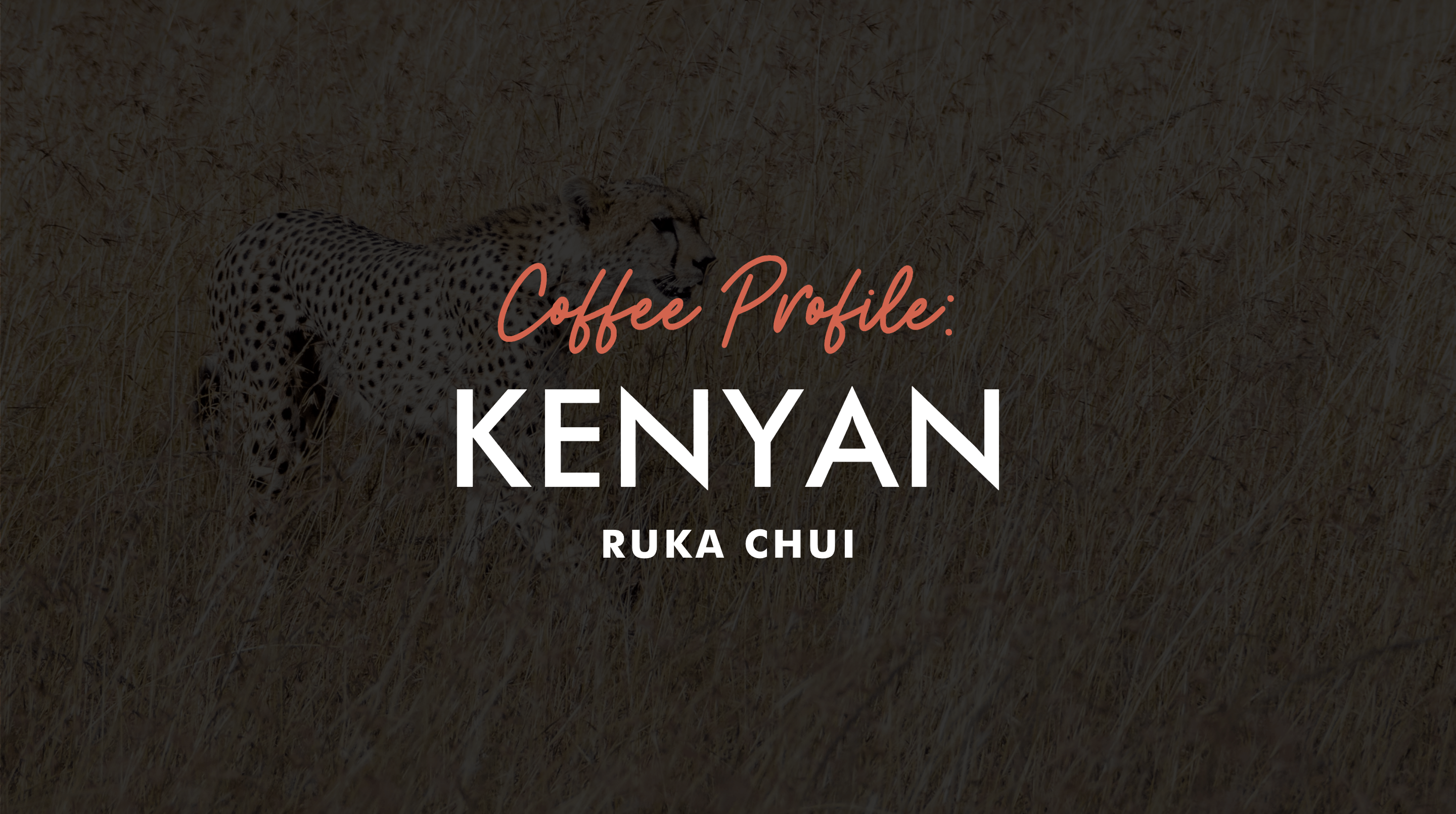 Image of leopard in background with black overlay coffee profile Kenyan Ruka Chui