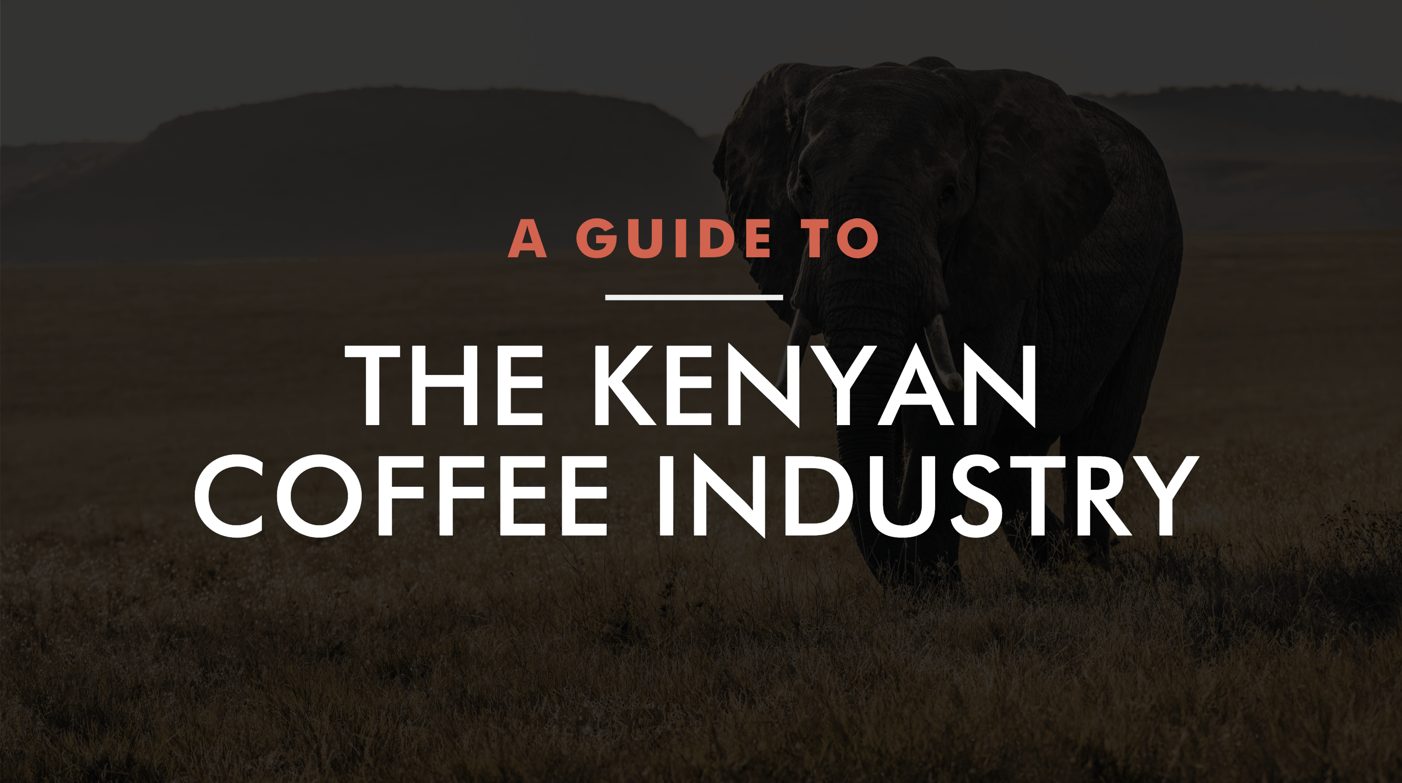 The Kenyan Coffee Industry