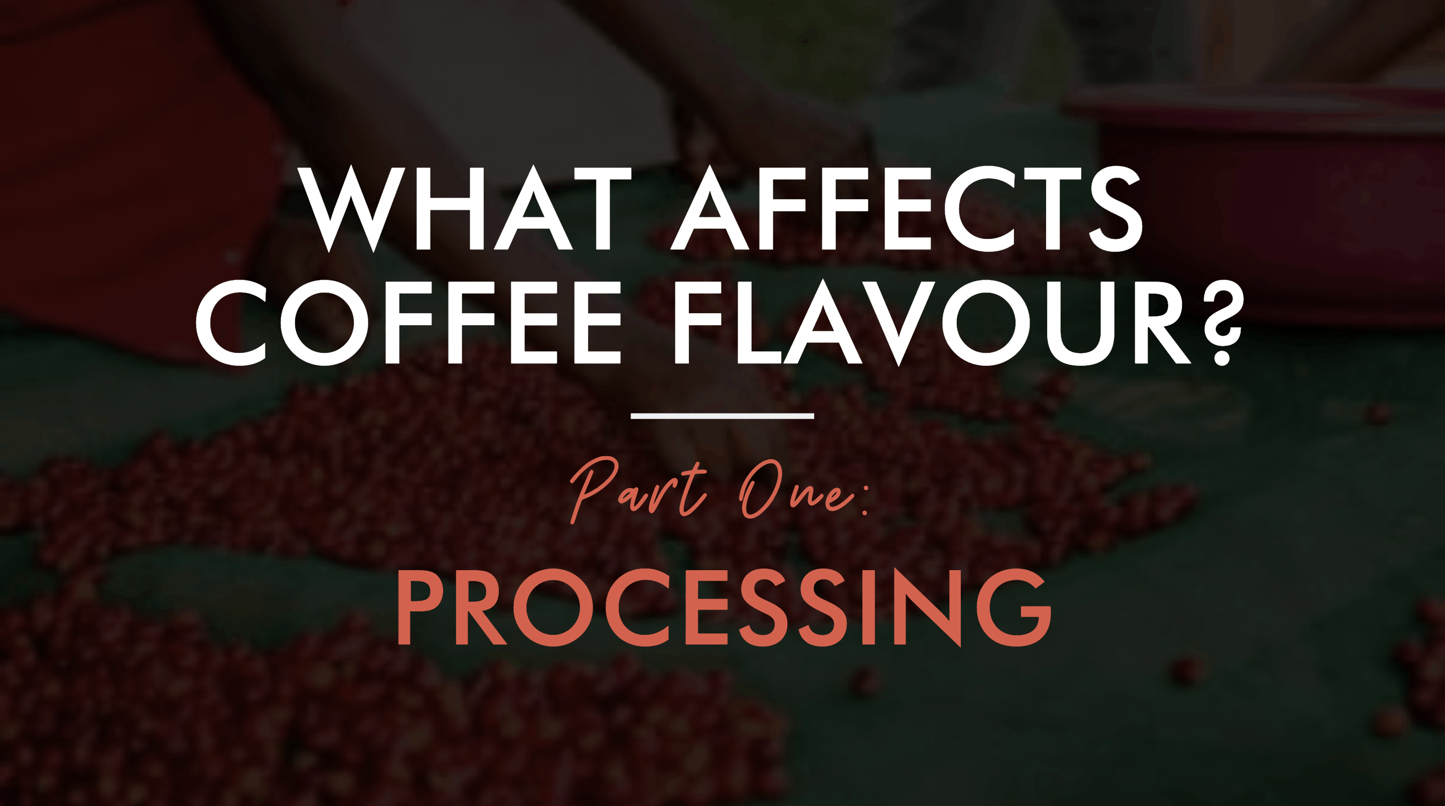 What Affects Coffee Flavour Part One: Processing