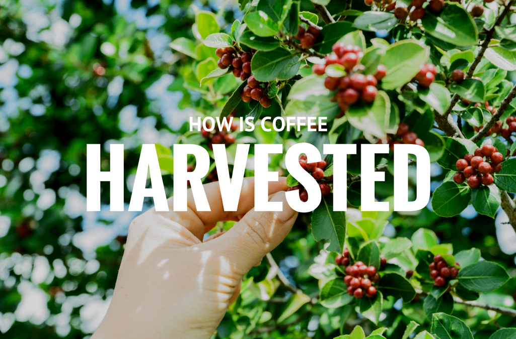 How is Coffee Harvested?