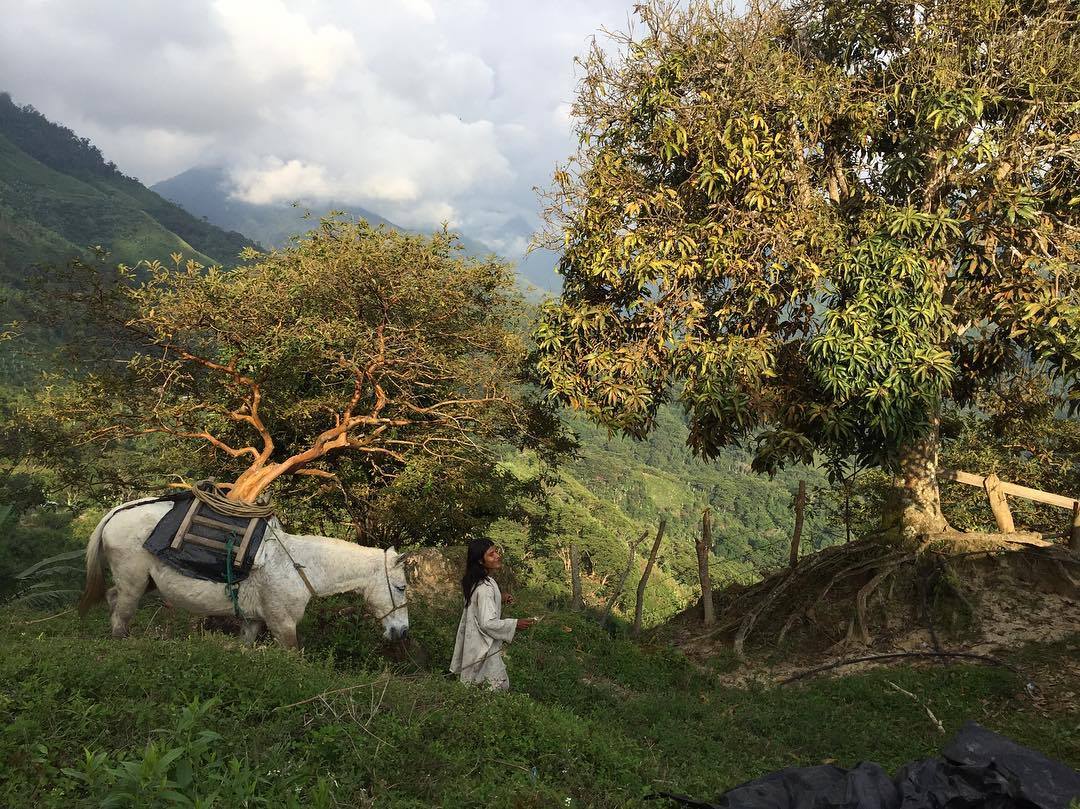 colombian specialty coffee being harvested and carried by horse through the colombian mountains