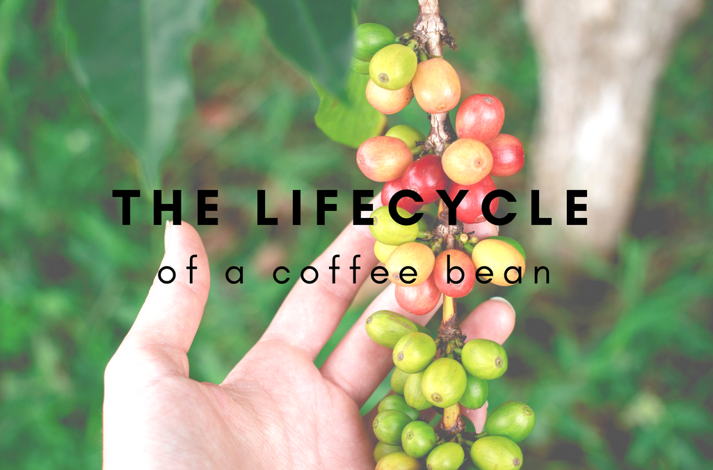 The Life Cycle of a Coffee Bean text with hand holding coffee cherries