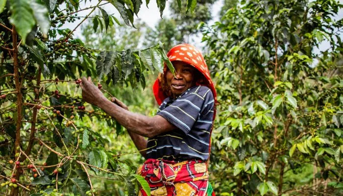 A female coffee farmer from Burundi picks coffee cherries from her trees as she looks at the camera and smiles