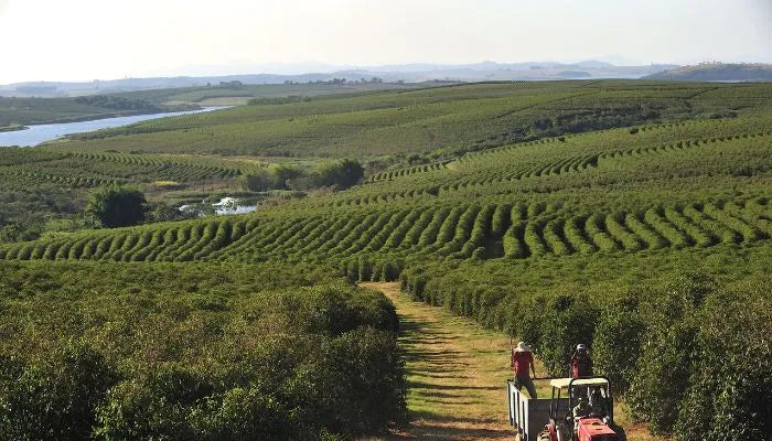 A tractor drives through a coffee farm in Guatemala with rows of organic coffee trees during harvest season