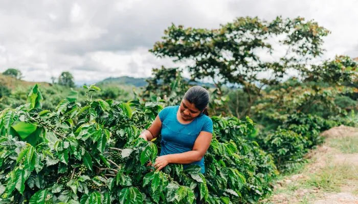 A female coffee farmer from Honduras inspects a coffee tree with unripe coffee cherries