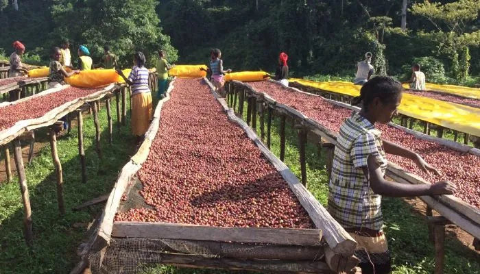 coffee farmers in Kenya process organic coffee cherries on sun raised beds by turning them over and rolling out yellow tarps to cover