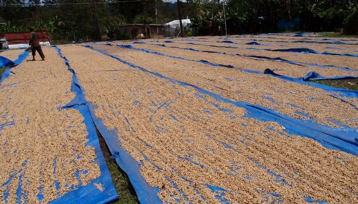 A coffee farm in Papua New Guinea showing the process of drying coffee cherries out on blue plastic tarps in the sun over a large area