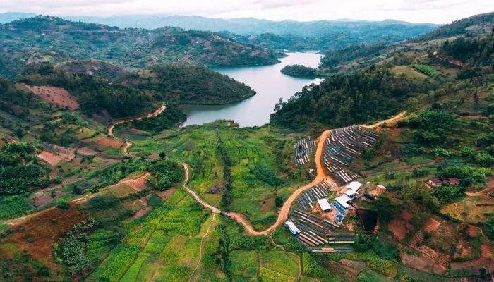 A drone shot of a coffee farm in Rwanda on the side of a hill near a lake. 