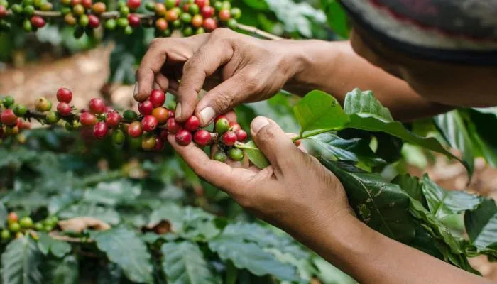 coffee farmer carefully picks a ripe coffee cherry for a coffee blend