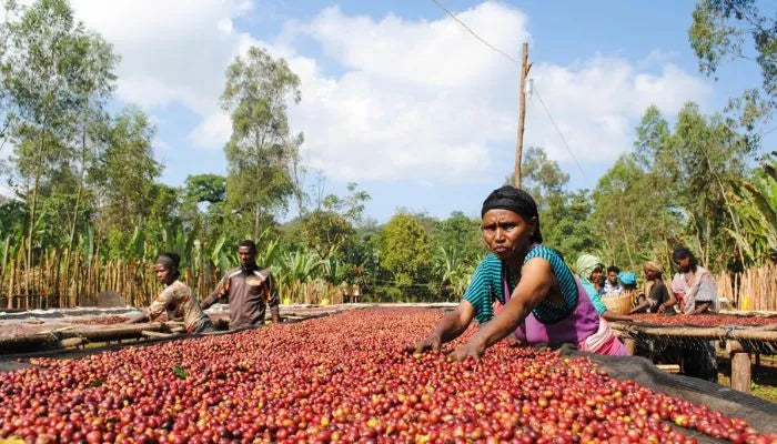 Coffee farmers from Ethiopia dry coffee cherries out on raise sun beds for drying. They look at the camera and turn the coffee cherries over