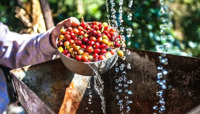 Ripe Arabica Decaf coffee cherries being washed under running water on a farm
